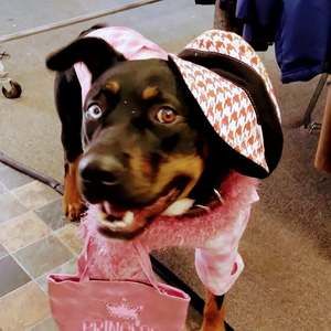 Meet your Posher, Sam